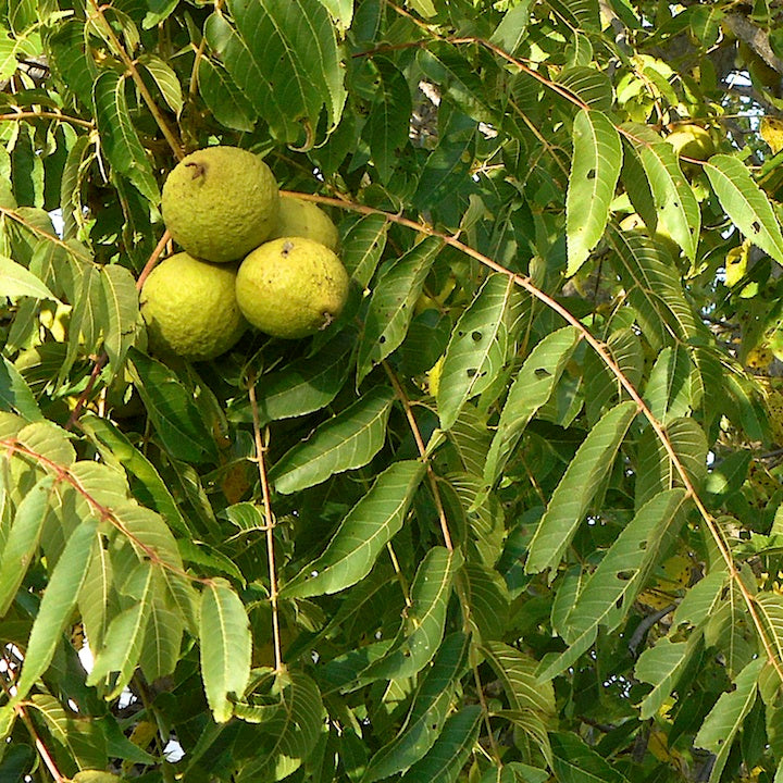Hardy Tree nuts & seeds
