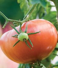 Tomatoes-Blight resistant for wet summers