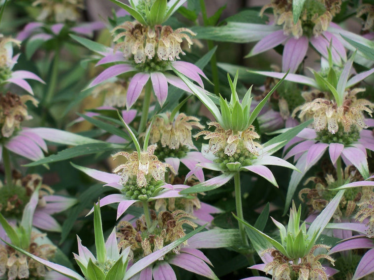 Bee Balm-dotted mint-seeds