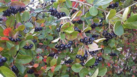 Aronia Berry- 4 yr. old plant