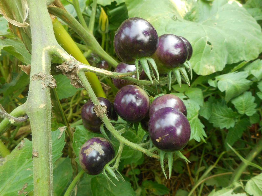 Tomato-Black Pearl (Organic)
