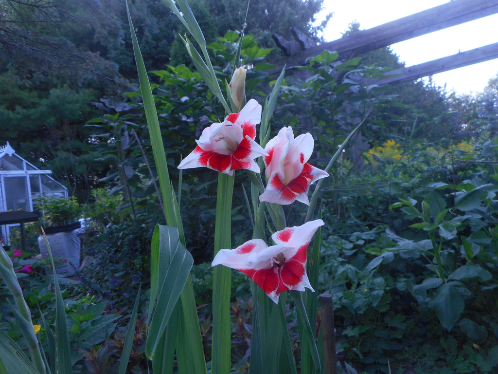 Gladiolus-Butterfly (Organic)-seeds