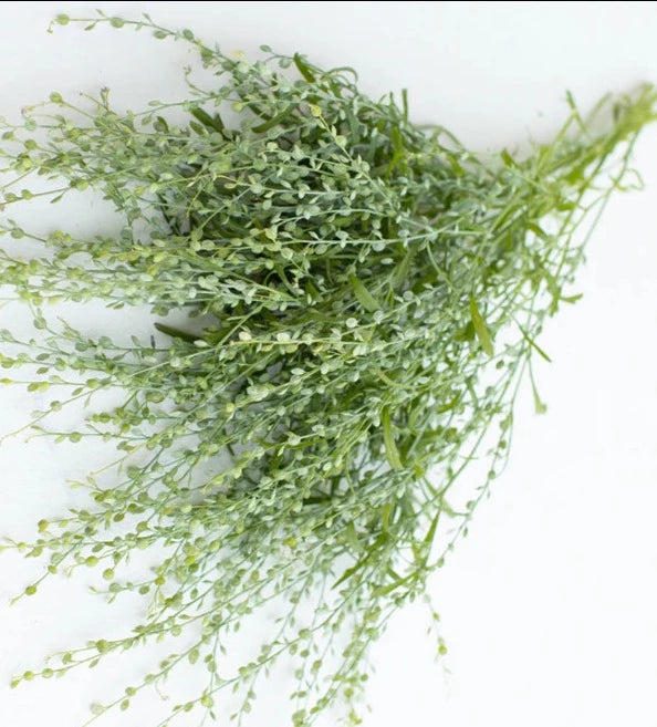 Persian Cress