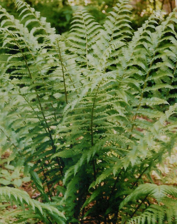 Fiddlehead ferns ( 3 roots ) Canadian Organic Seed Company