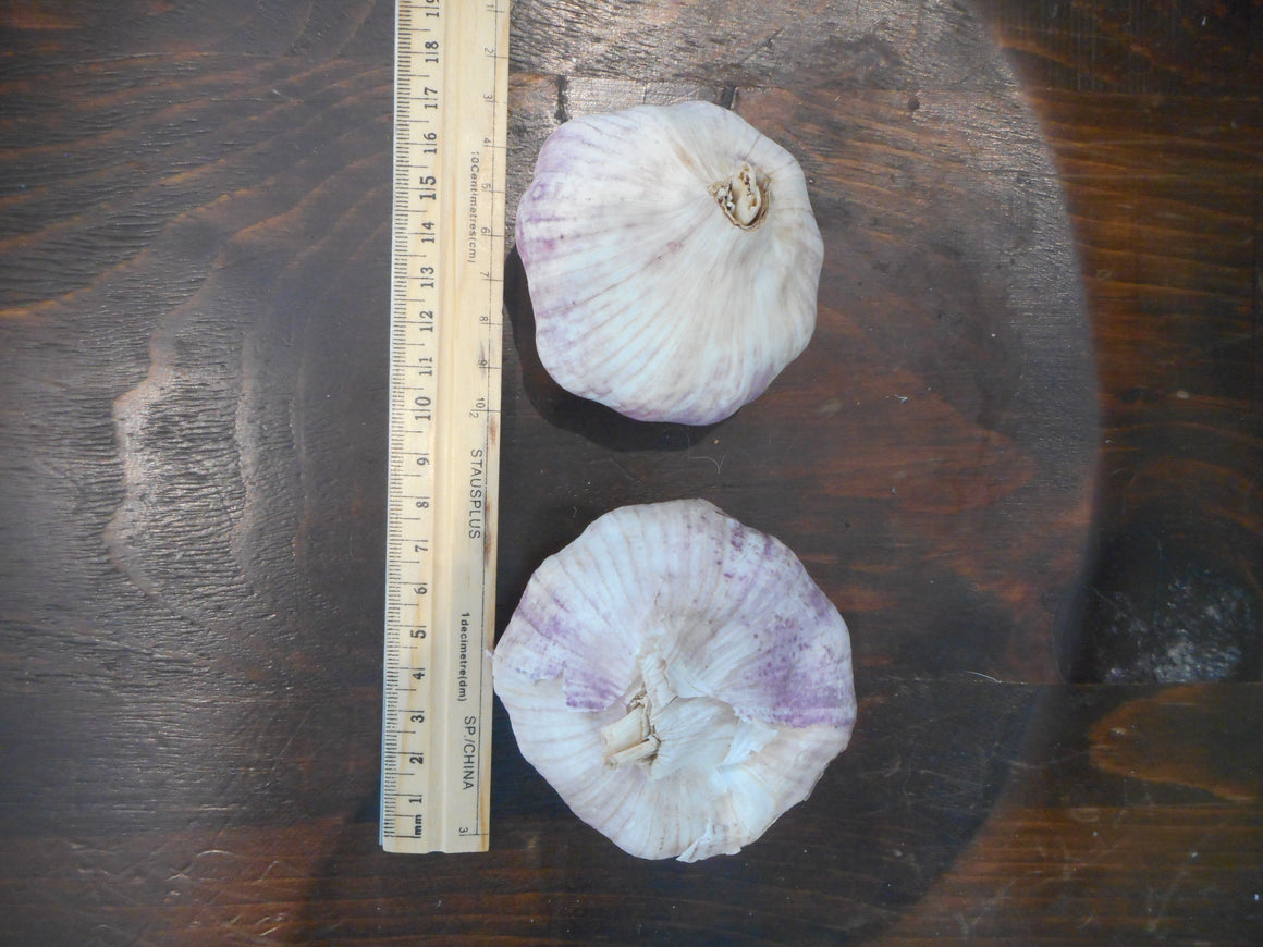 Garlic- CNE winner (Organic)