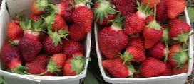 Strawberry-FLAVOURFEST- plants