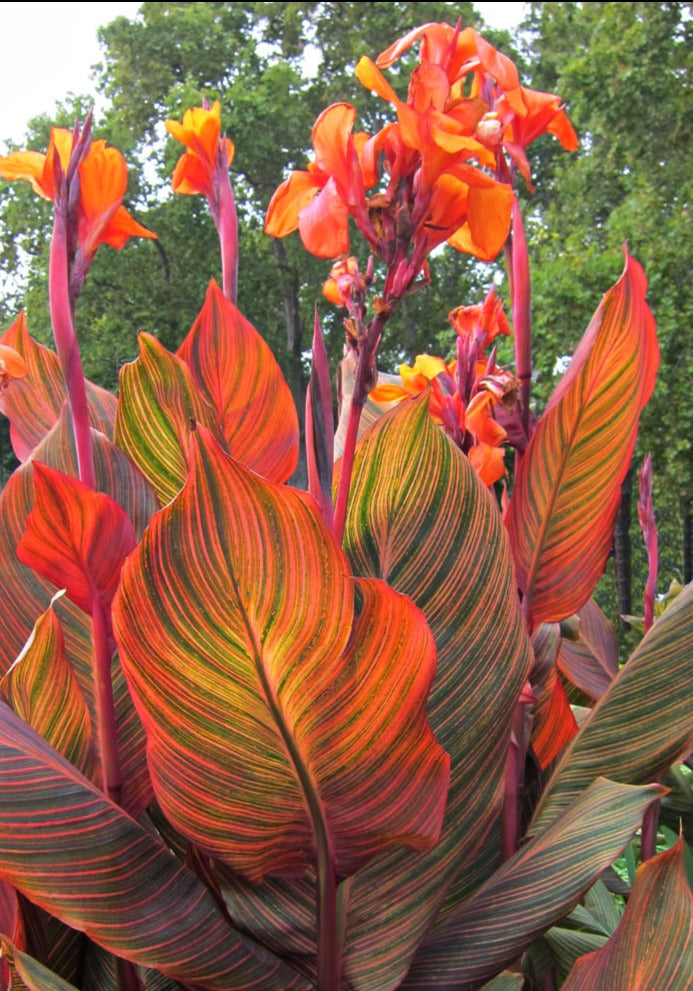Canna-Tropicanna Red-root