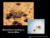 The role of fungi in biodiversity and the health of honeybees.
