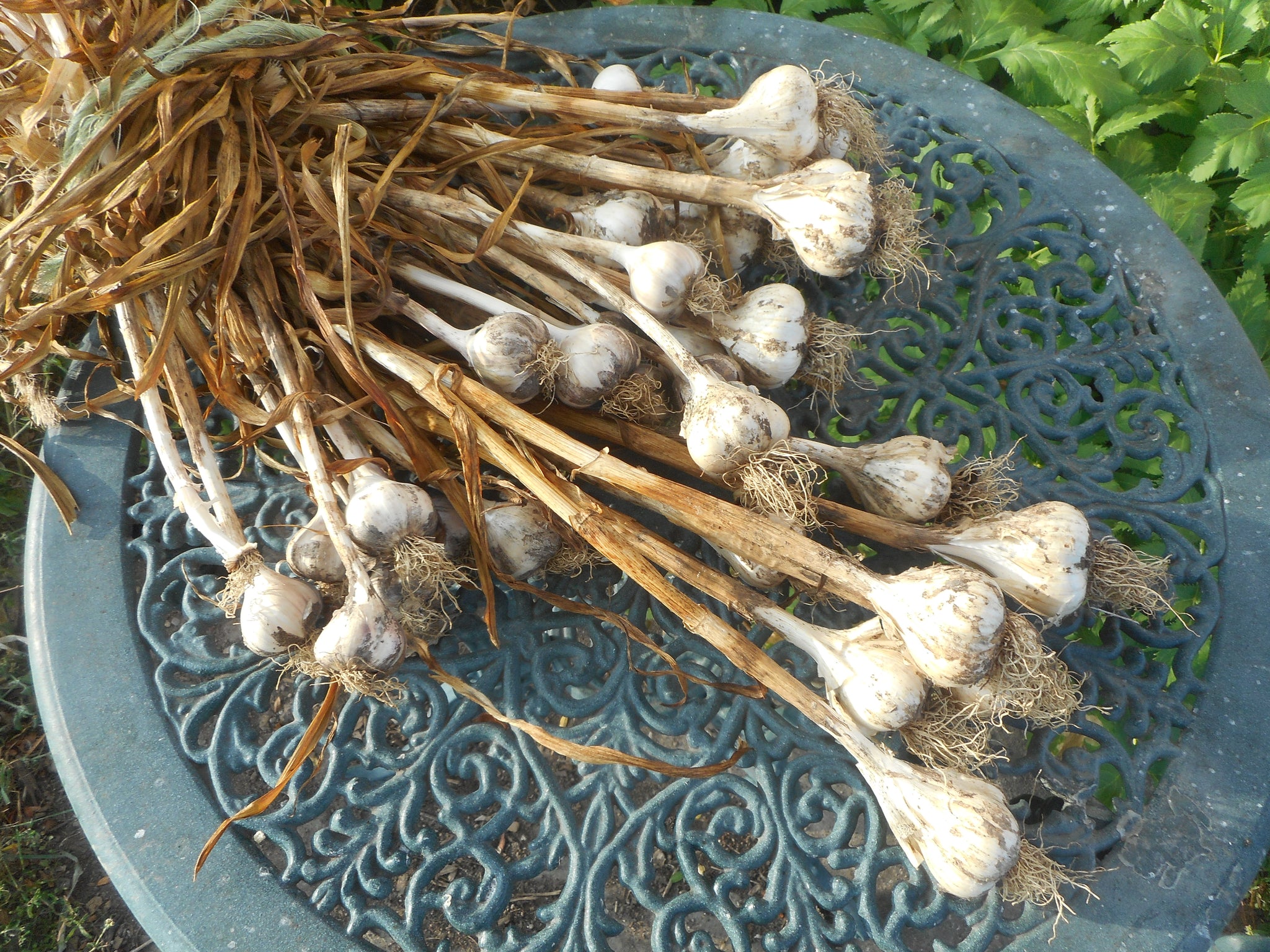 Glorious garlic!