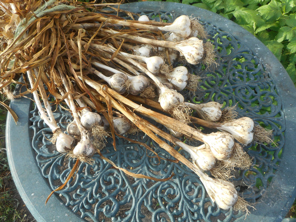 Glorious garlic!