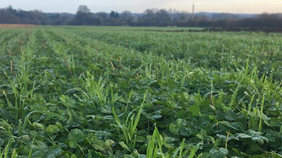 Could a living mulch be the "Holy Grail" of arable farming?