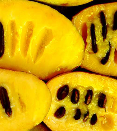 Wild edibles! NATURE'S FOOD ODYSSEY!
