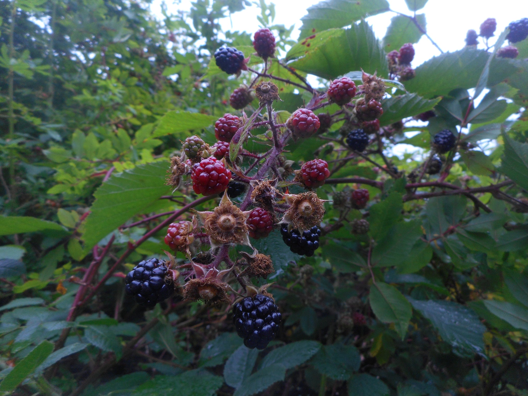 Permaculture- Permanent agriculture and perennial gardening systems