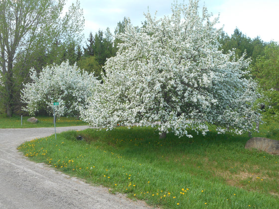 Agroforestry Living Lab
