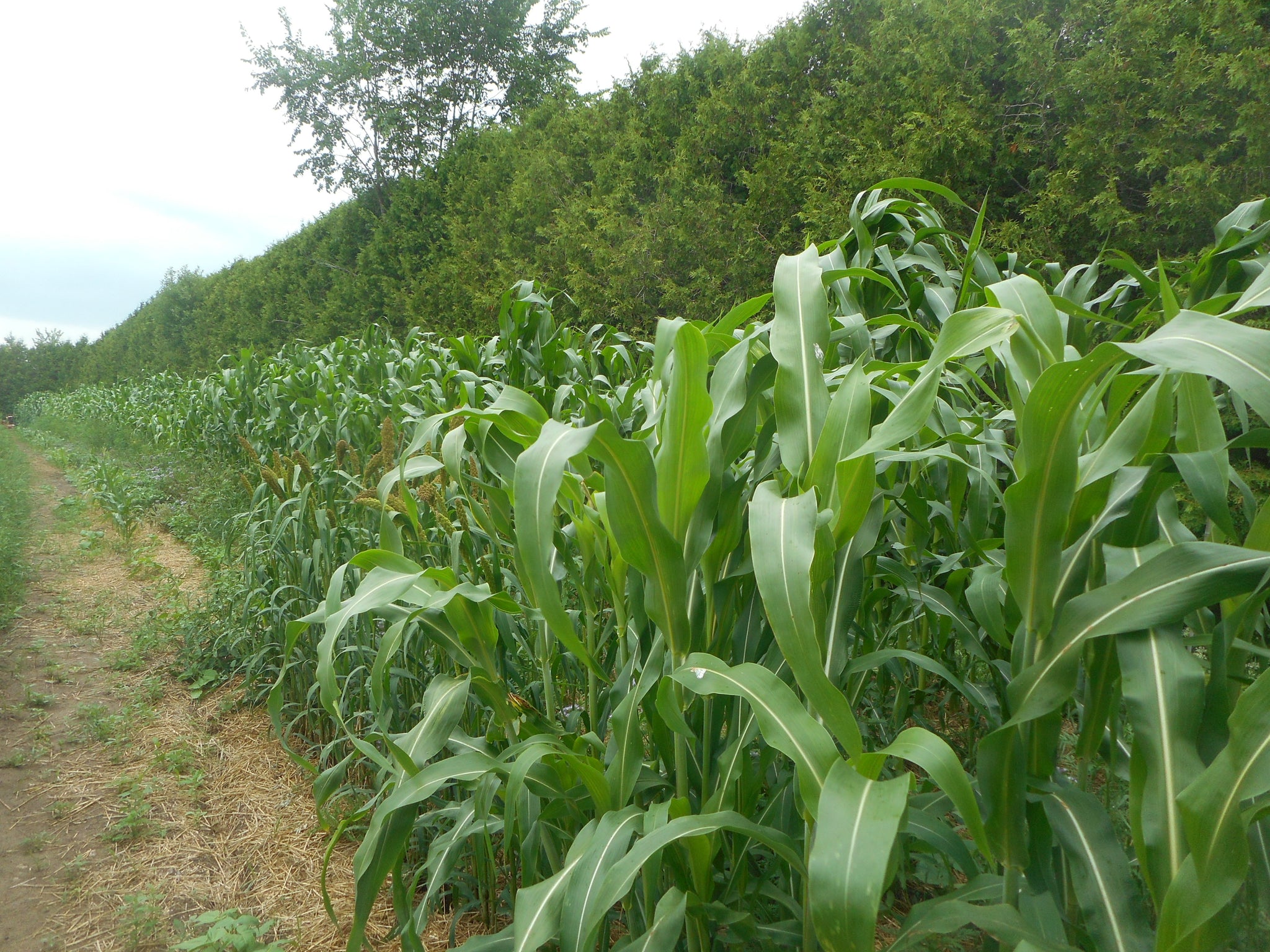 Indigenous peoples in agriculture. A dynamic cropping method!
