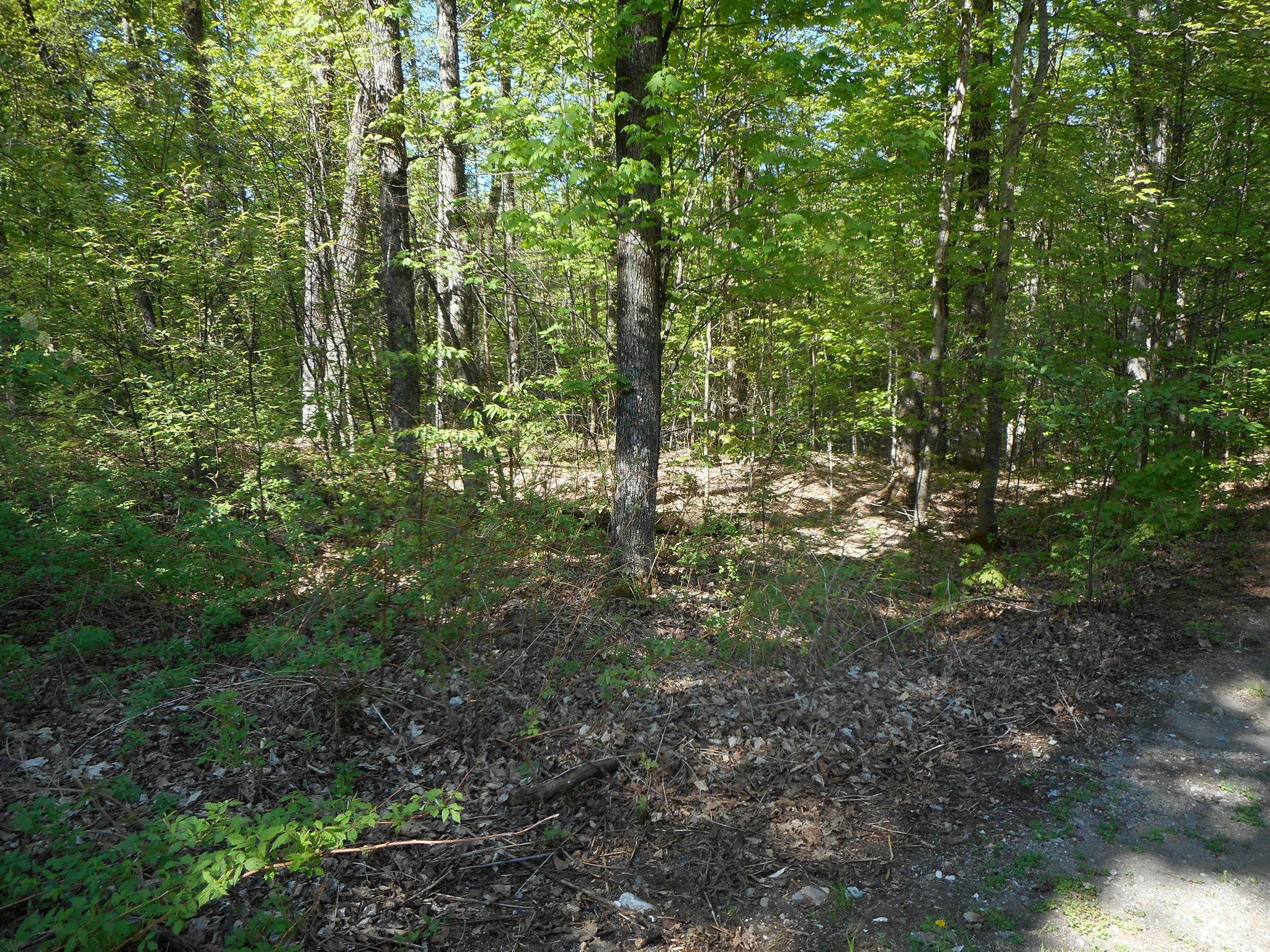 The Enchanted Forest