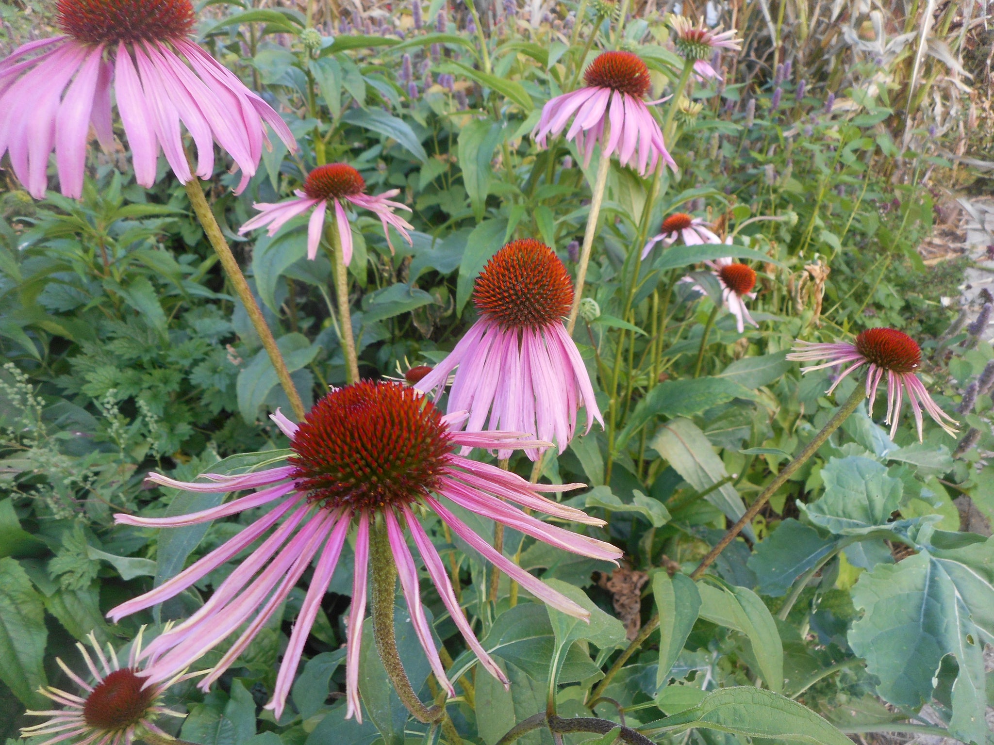 Anti viral & respiratory fighting herbs