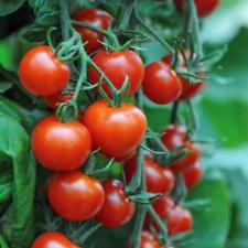 Tomatoes-cherry