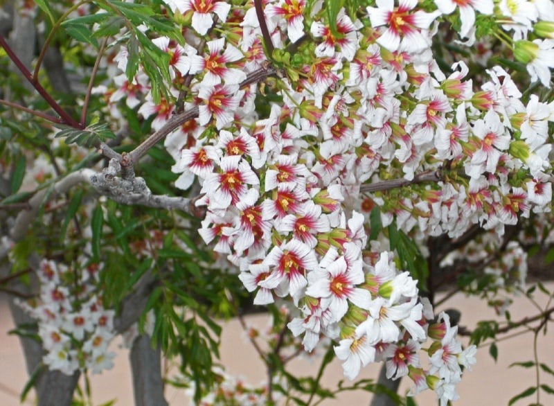 Xannthoceras-Chinese flowering chestnut-seeds