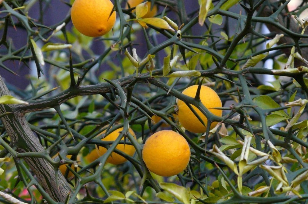 Hardy Orange-Citrus trifoliata