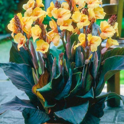 Canna-Louis Cotton-root