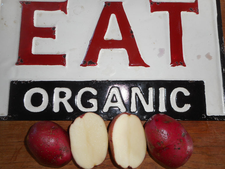 Potato-Red Norland (Organic)