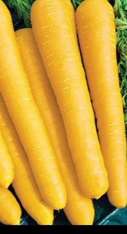 Carrot-Golden (pelleted)