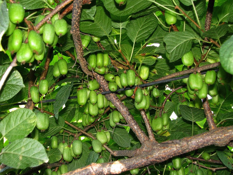 Kiwi-Isaac (2 yr. old vining plant)