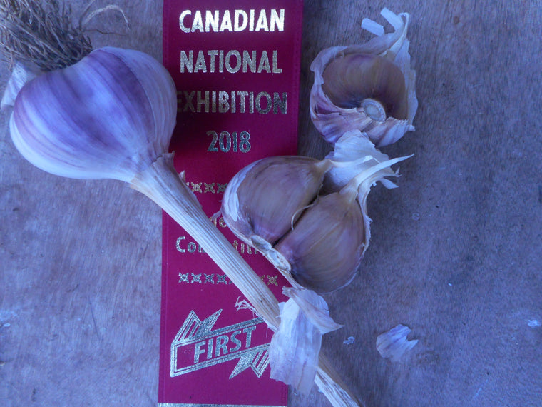 Garlic- Caesar  (organic)
