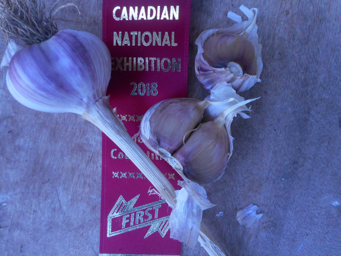 Garlic- Caesar  (organic)