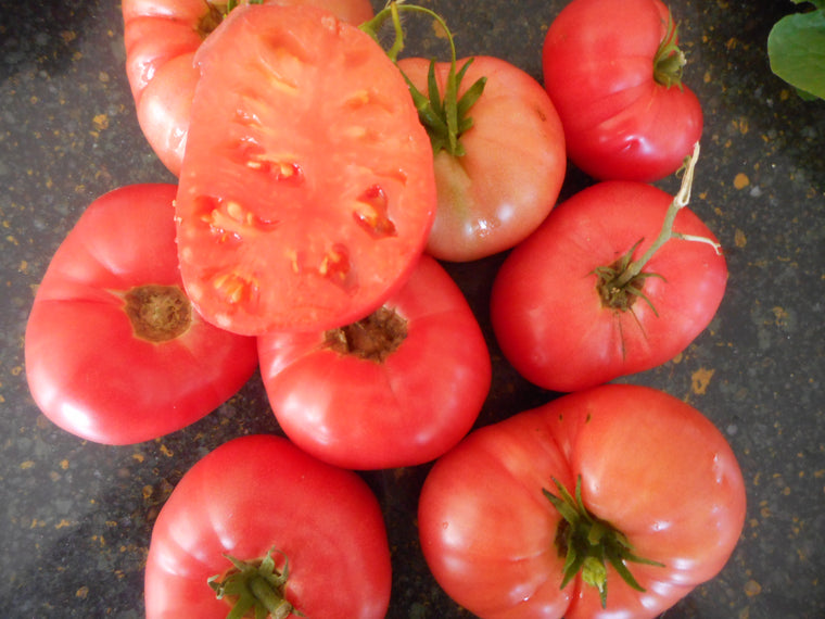 Tomato-Rugosa Rose (Organic)