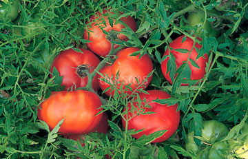 Tomato,  Silvery Fir (organic)
