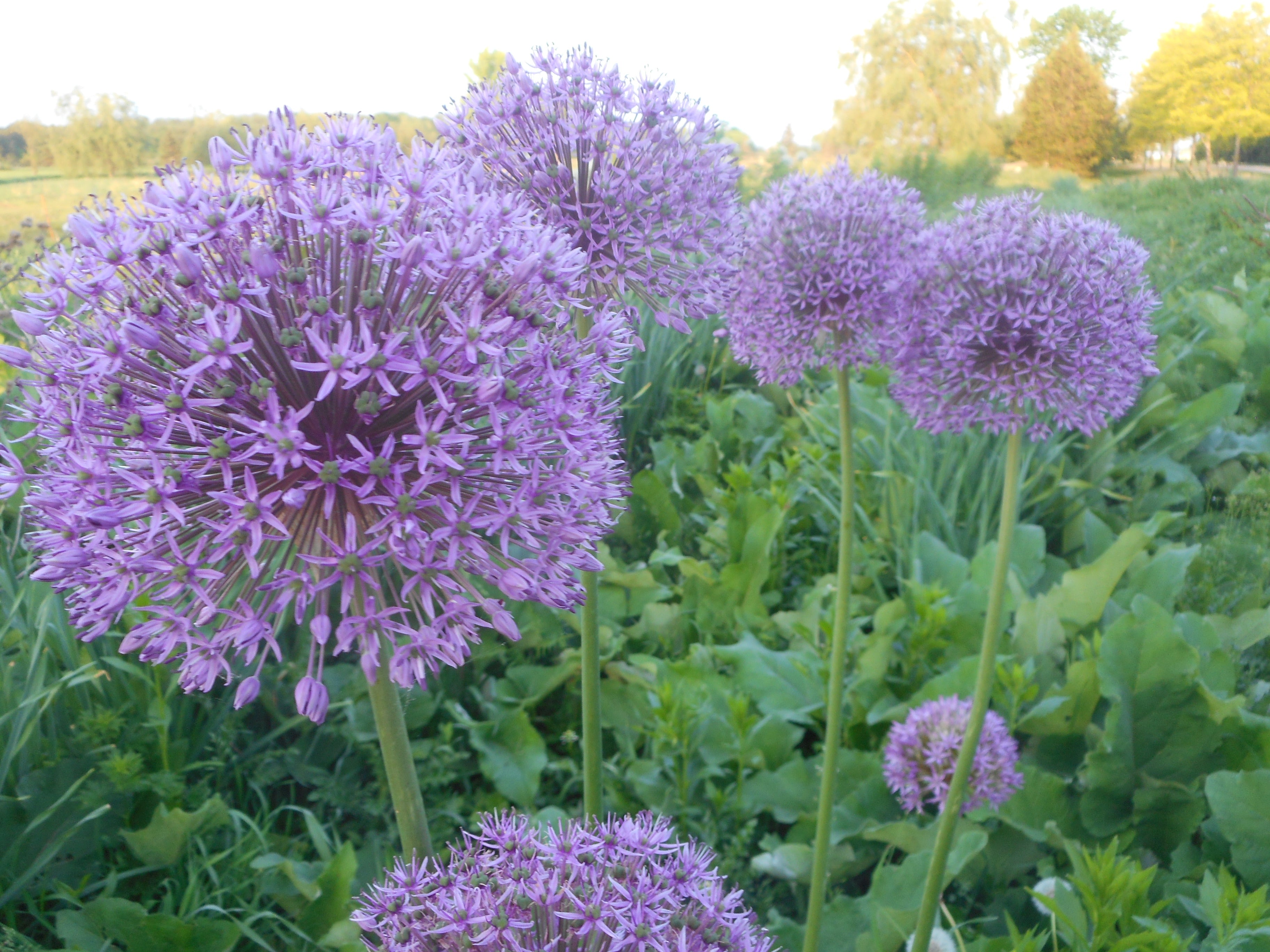Allium - Globemaster