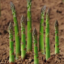 Asparagus- wild-seeds