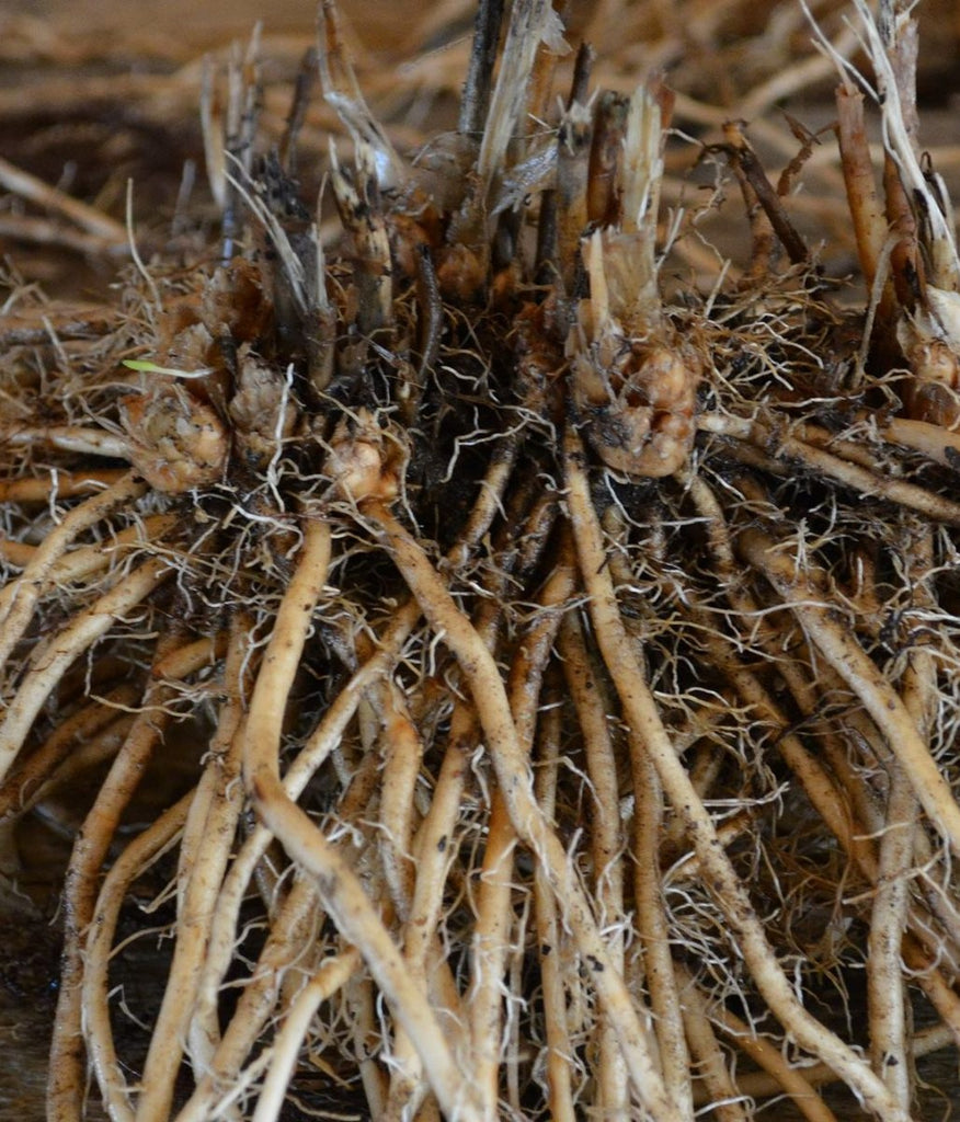 Asparagus Roots (Organic)