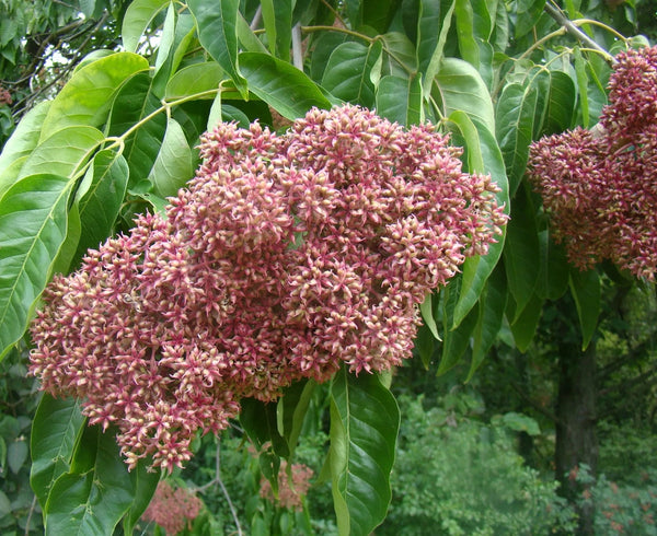 Bee Bee tree-seeds - Canadian Organic Seed Company