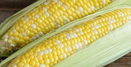 Corn-Early Bi-colour