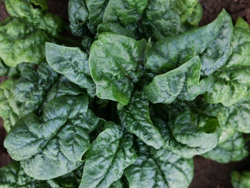 Spinach-Bloomsdale (Organic)