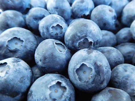 Blueberries-Chandler-northern highbush