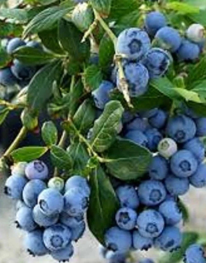Blueberry-Bluecrop-Northern High Bush
