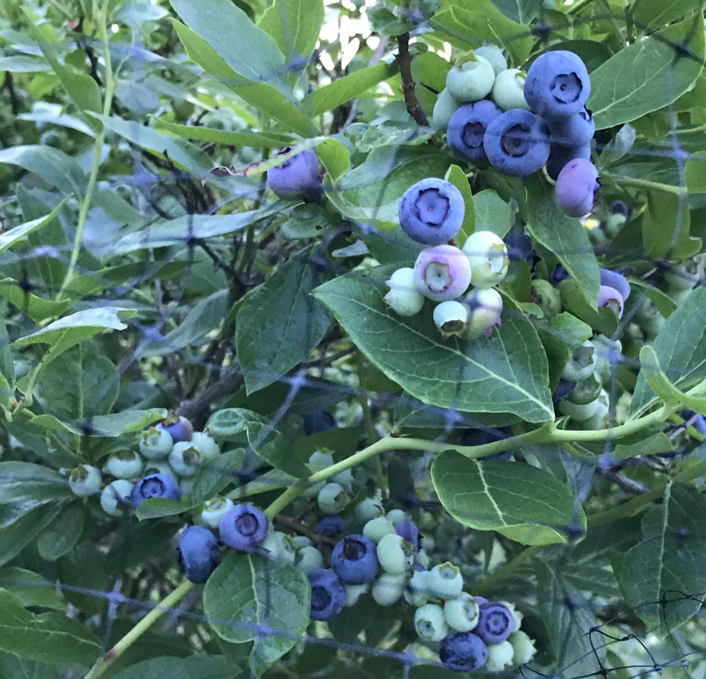 Blueberry-Patriot-Northern High bush