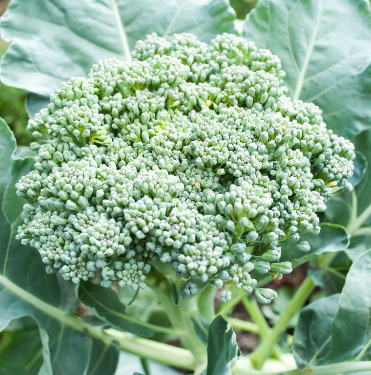 Broccoli-Italian Calabrese (Organic)