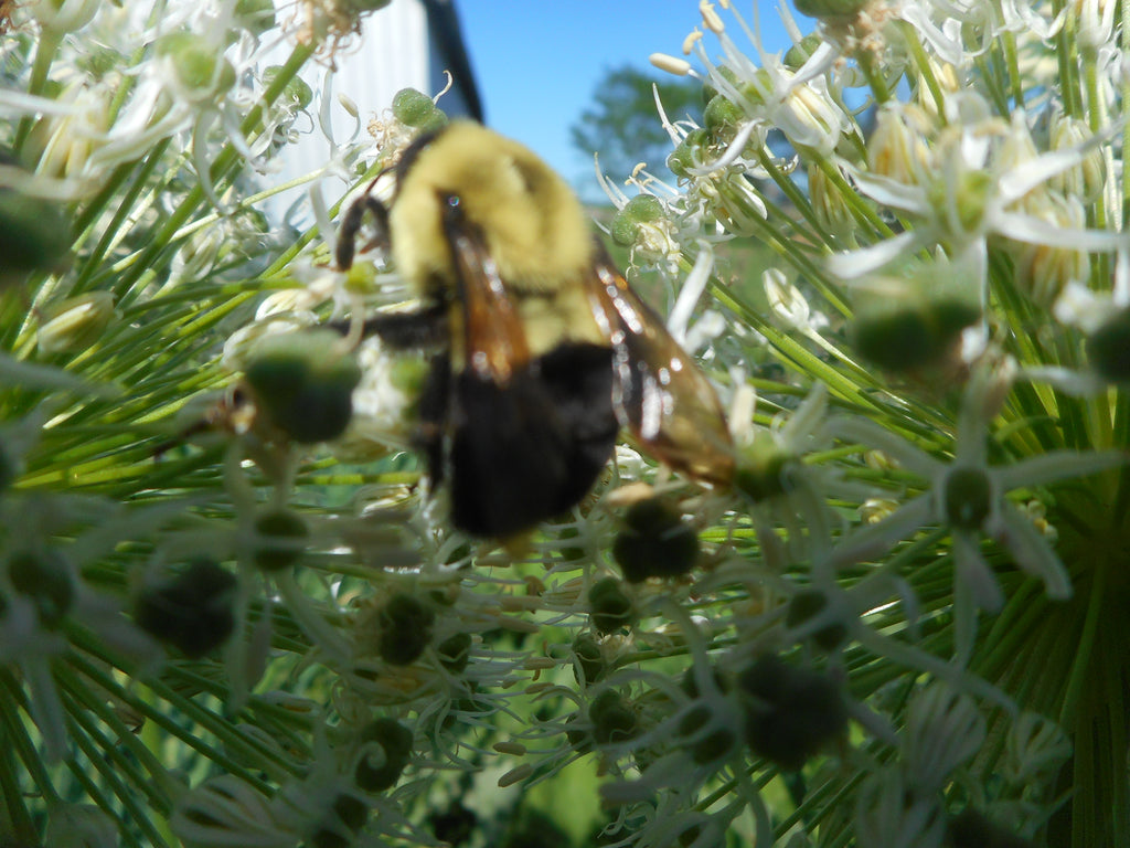 Pollinator Nectar mix-1 lb.