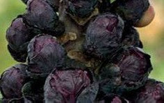 Brussel Sprouts-Burgundy