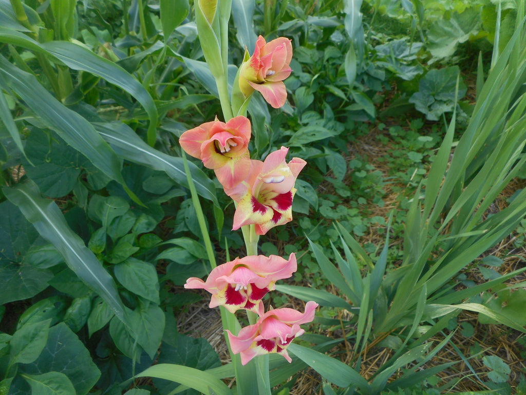 Gladiolus-Butterfly (Organic)-seeds
