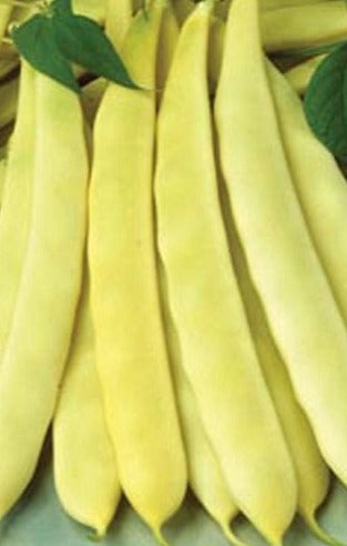 Bush Bean-Yellow Italian Flat Pod (Organic)