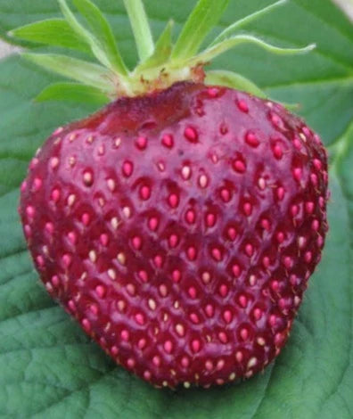 Strawberry-Cherry Berry-plant - Canadian Organic Seed Company