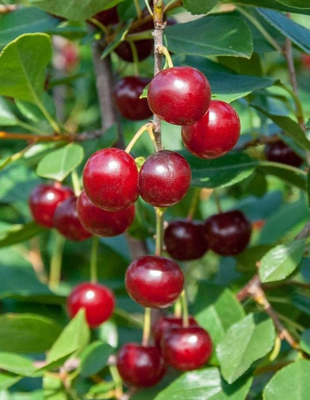 Cherry-Juliet-sapling