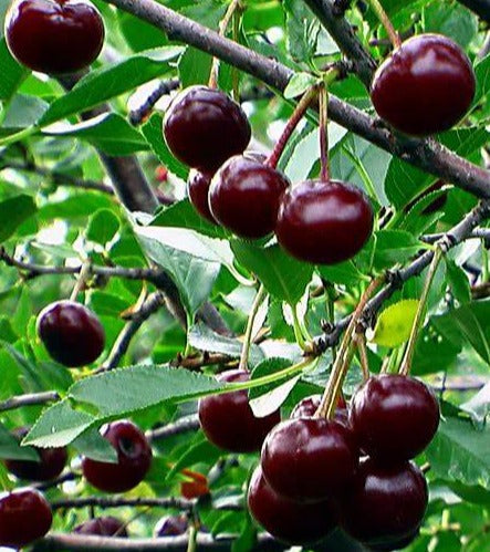 Cherry-Romeo-sapling