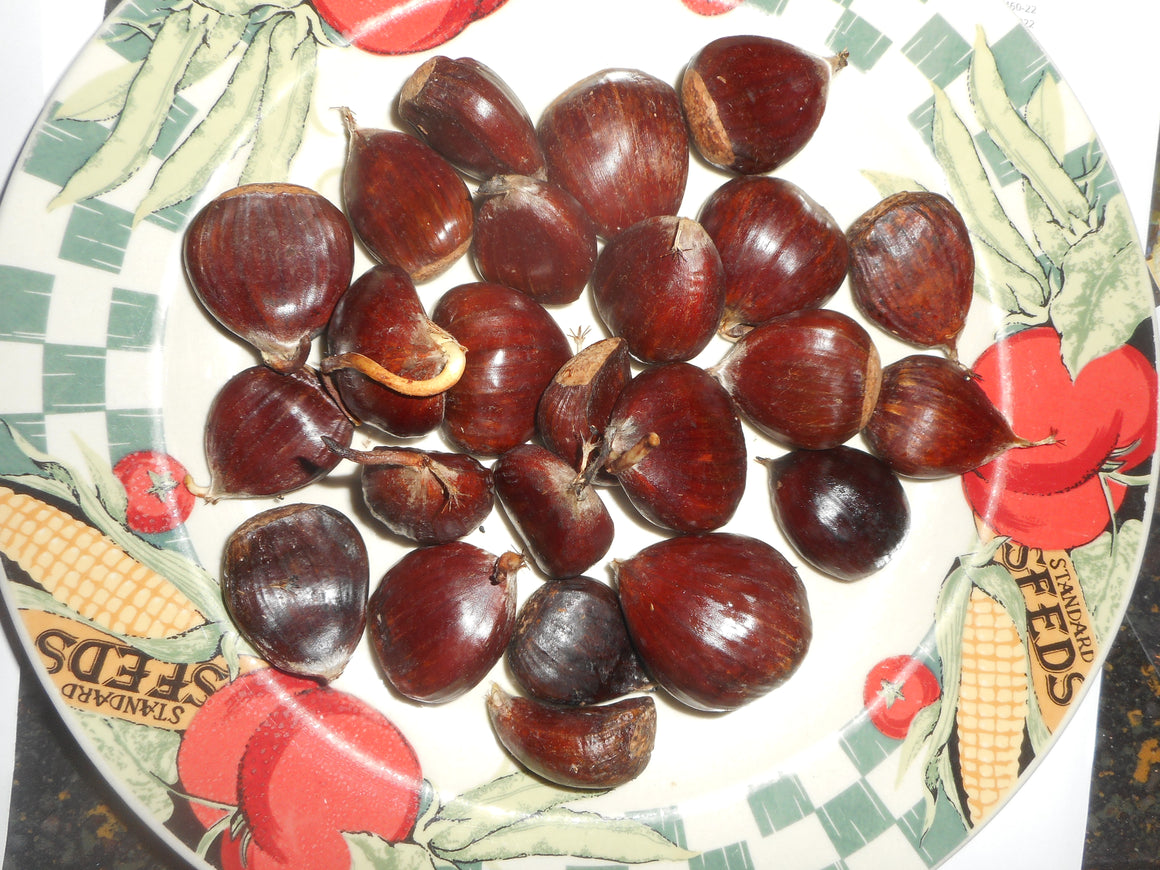 Chestnut-American- Hybrid X-nuts